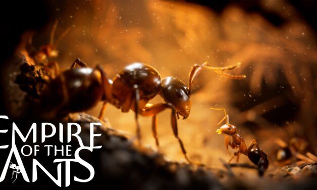 EMPIRE OF THE ANTS DEBUTS NEW PHOTOREALISTIC TRAILER ATGDC 2024!